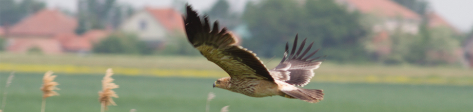 Flying immature imperial eagle (Photo: Márton Horváth)