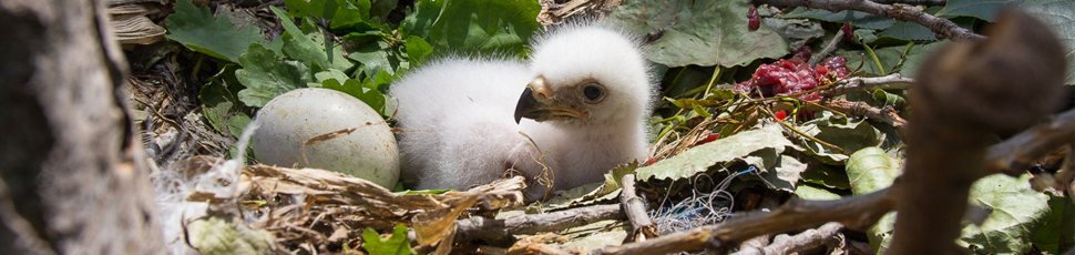 Imperial eagle chick and egg (Photo: Márton Horváth)