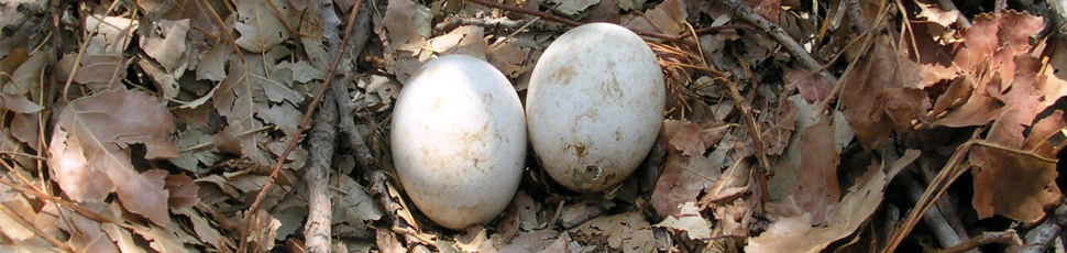 Imperial eagle eggs (Photo: Márton Horváth)